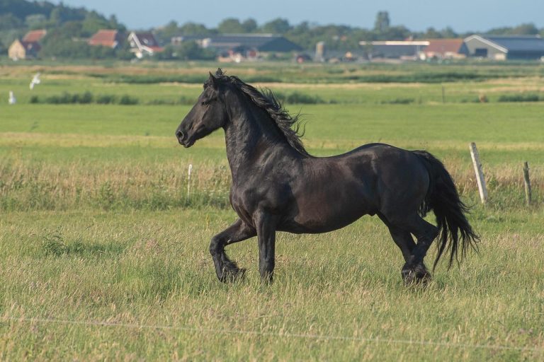 Bootervaring op de Friese meren in Heeg met zeilboten en sloepen aan het water